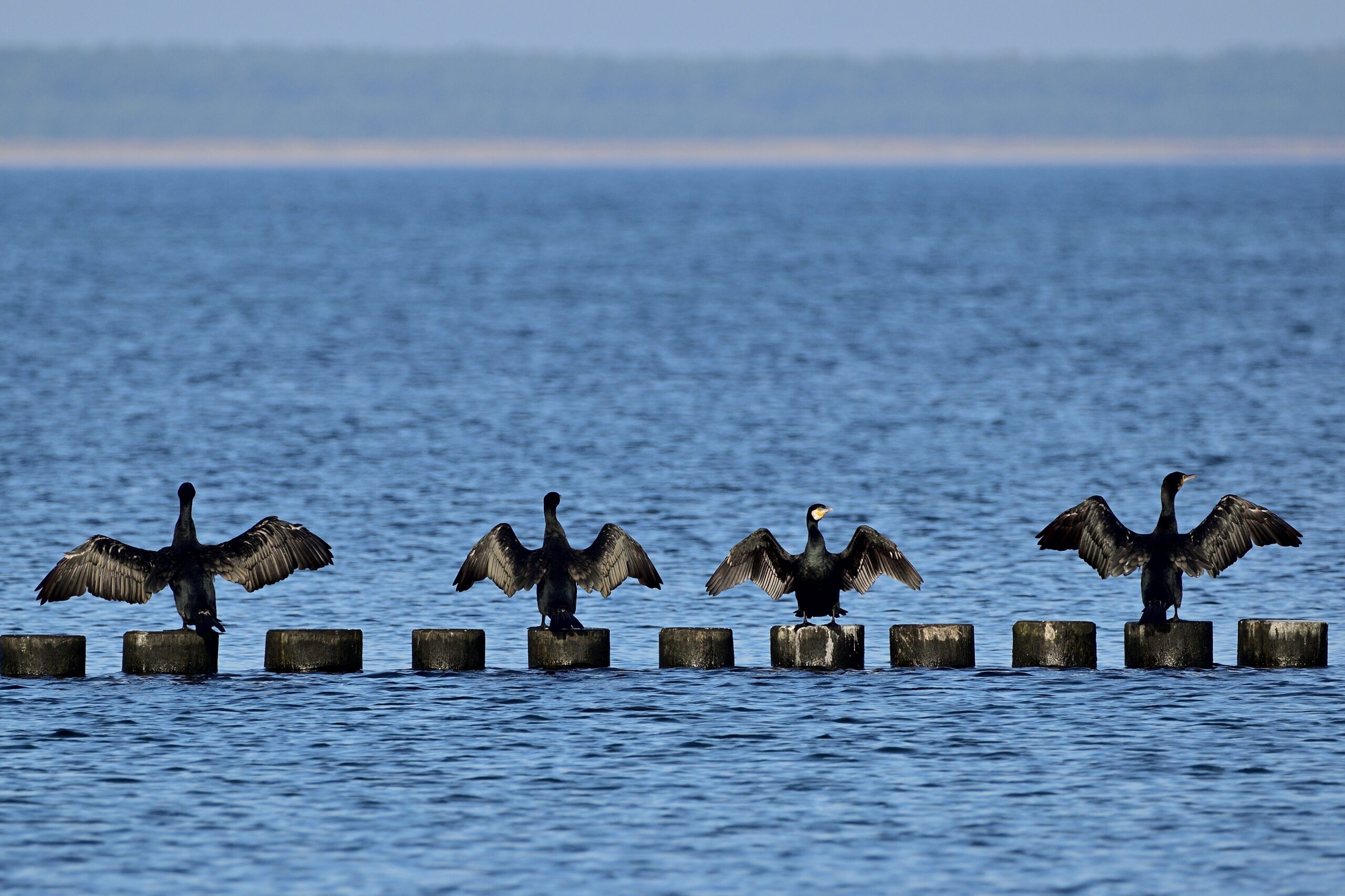 cormorant-7580320